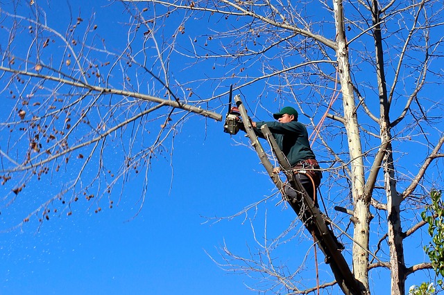 Tree Removal: How do you get rid of trees that are not wanted?
